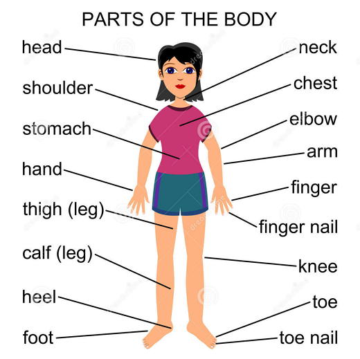 اعضای بدن در انگلیسی